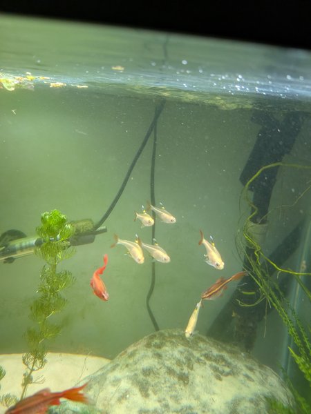 Gold Pristella Tetra