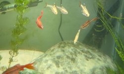 Gold Pristella Tetra