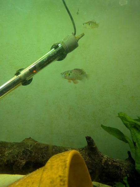 Florida Flagfish