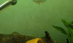 Florida Flagfish