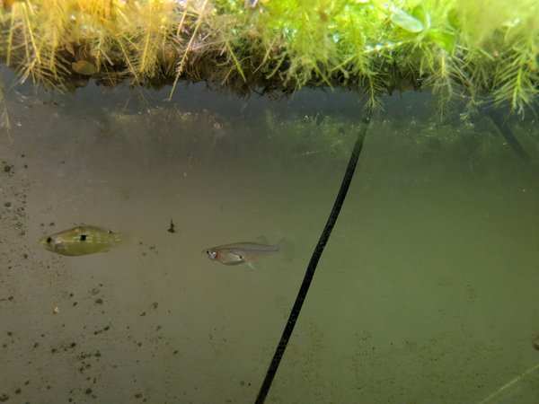 Gambusia