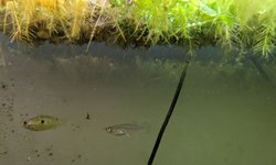 Gambusia
