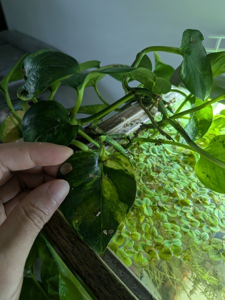 Variegated pothos