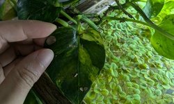 Variegated pothos