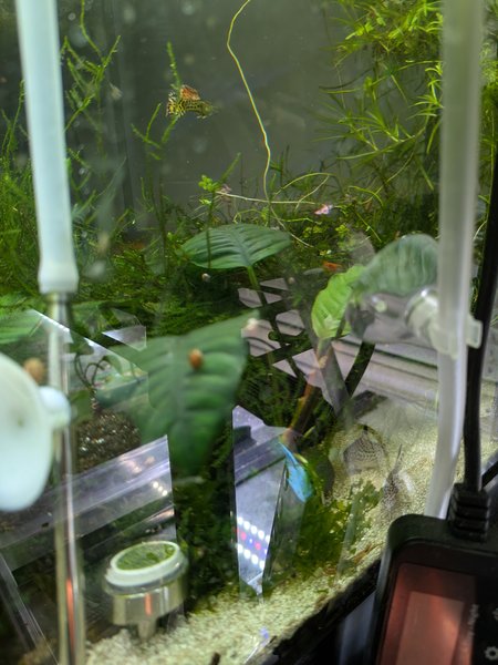 Anubias coffeefolia