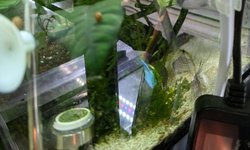 Anubias coffeefolia