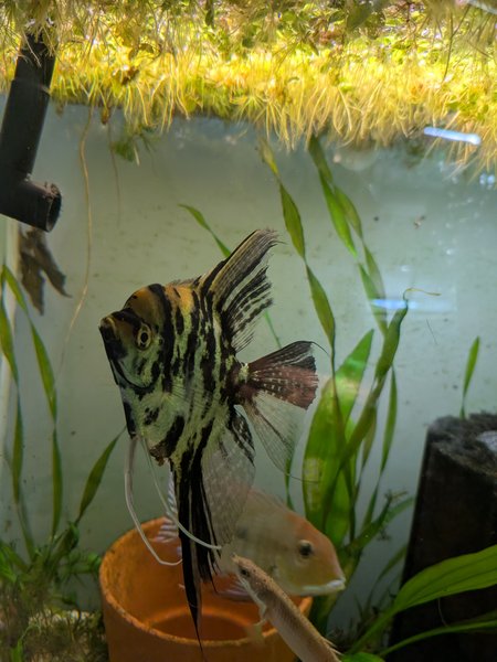 Marbled Phillipine Blue Angelfish