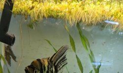 Marbled Phillipine Blue Angelfish