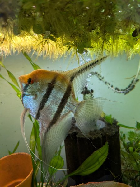 Angelfish