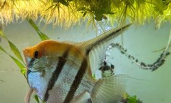 Angelfish
