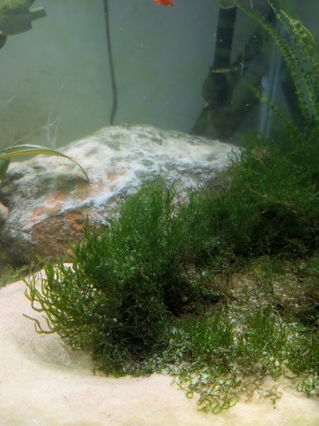 Taiwan moss