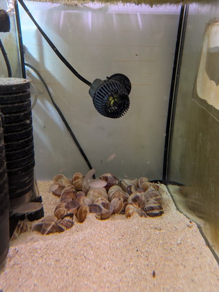 Multifasciatus shell dweller