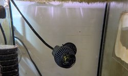 Multifasciatus shell dweller