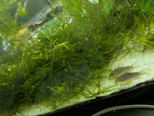 Christmas moss