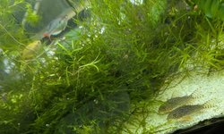Christmas moss