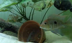 Redheaded Tapajos trio 2.5"-4"