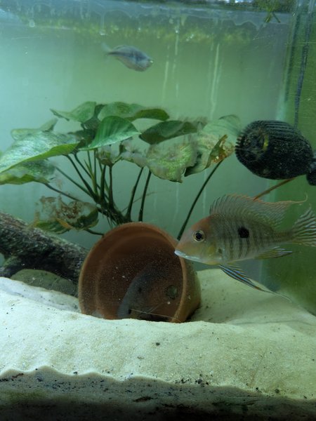 Redheaded Tapajos trio 2.5"-4"