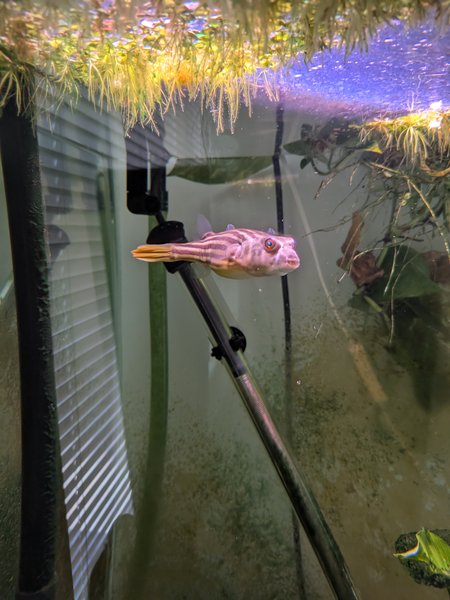 Fahaka Puffer 6" Snout to Tail