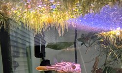 Fahaka Puffer 6" Snout to Tail