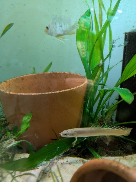 Senegal Bichir