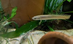 Senegal Bichir