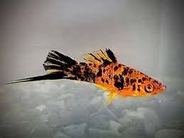 Green Severum Cichlid