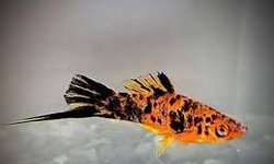 Painted swordtails 6
