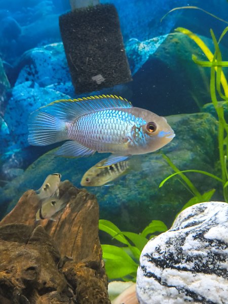 A Electric Blue Acara from another lot