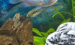 Electric Blue Acara
