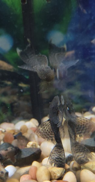 Longfin Bristlenose pleco