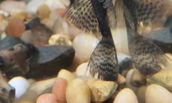 Longfin Bristlenose pleco