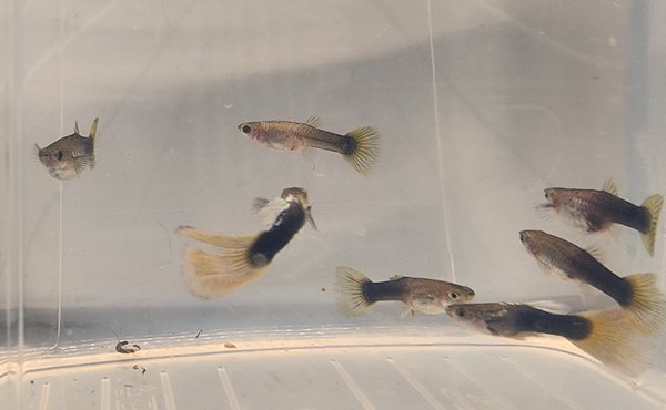 Half Black & Yellow Guppy Group