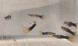 Half Black & Yellow Guppy Group
