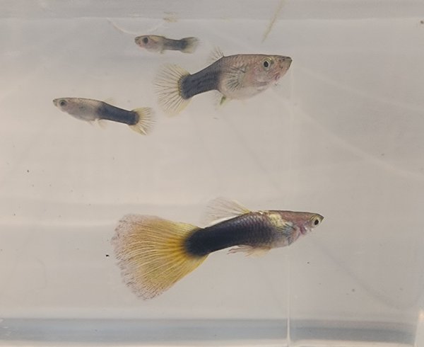 Half Black & Yellow Guppy Trio