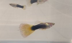 Half Black & Yellow Guppy Trio