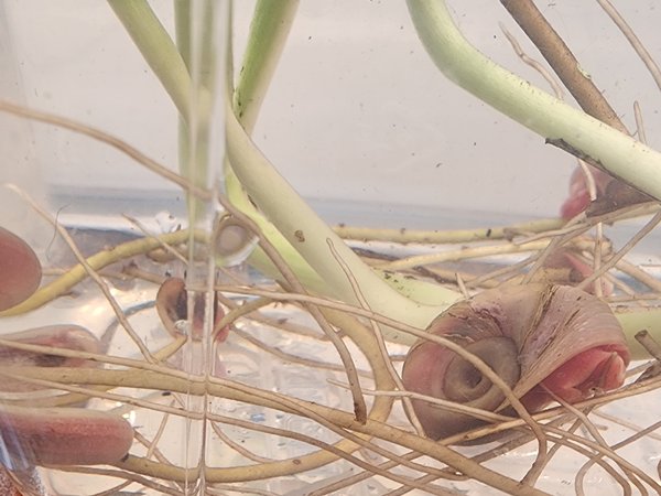 Albino/Pink Ramshorn Snails w/ Pothos