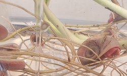 Albino/Pink Ramshorn Snails w/ Pothos