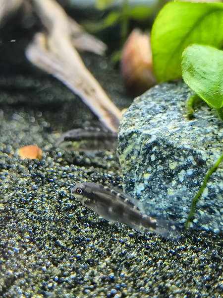 Rainbow kribensis juvenile x5