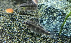 Rainbow kribensis juvenile x5
