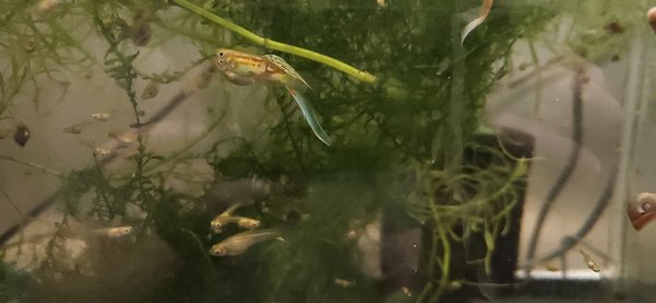 Pair of lower swordtail guppies