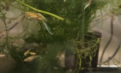 Photo 2 of Pair of lower swordtail guppies