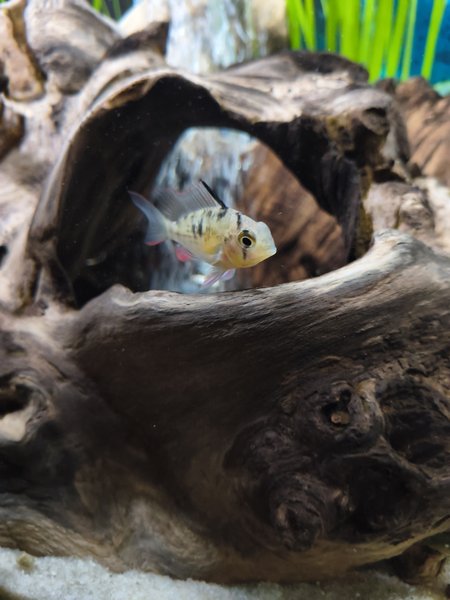 Bolivian ram