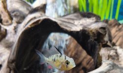 Bolivian ram