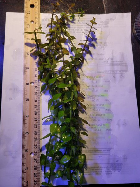 Bacopa Caroliniana 6+ Stems
