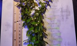 Bacopa Caroliniana 6+ Stems