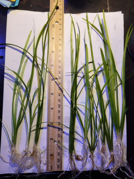 8+ Dwarf Subulata Sagittaria