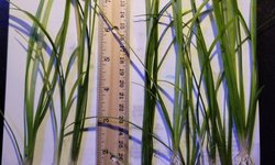 8+ Dwarf Subulata Sagittaria