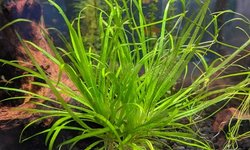 Blyxa japonica