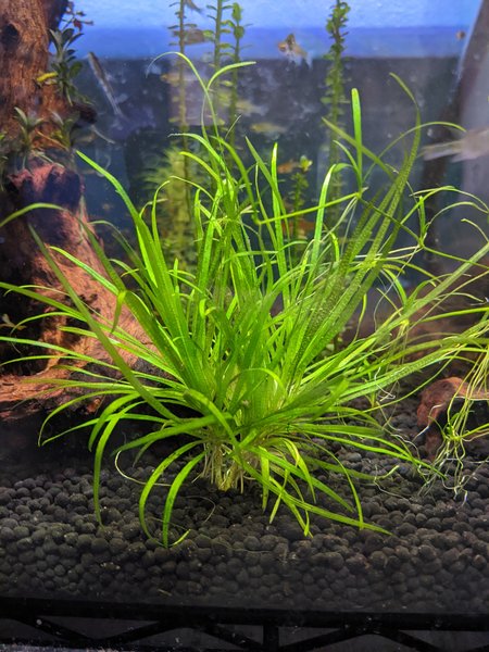 Blyxa japonica
