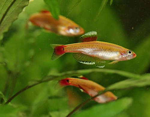 Gold cloud minnow x5